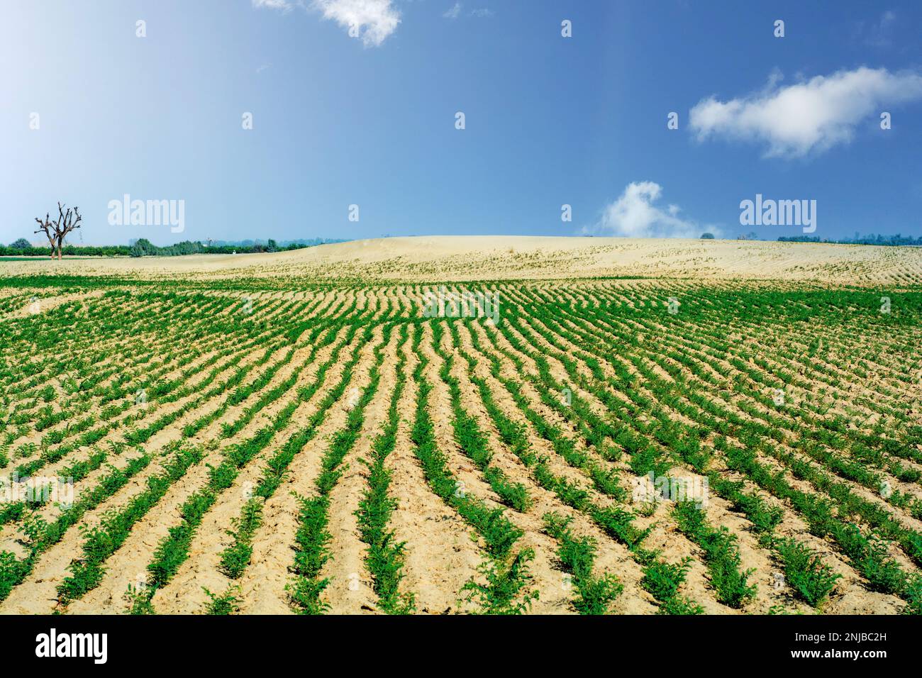 Kichererbsenreihen oder Gramm Ernte in der Thar Wüste Stockfoto