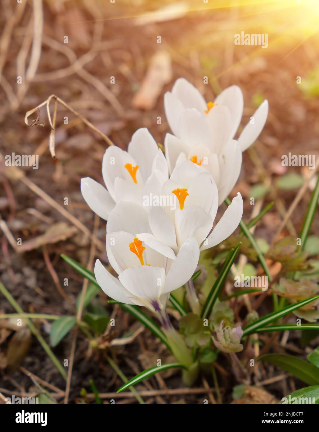 Weiße Krokusse wachsen auf dem Boden im frühen Frühling. Erste Frühling Blumen blühen im Garten. Frühlingswiese voller weiße Krokusse, Bündel Krokusse Stockfoto