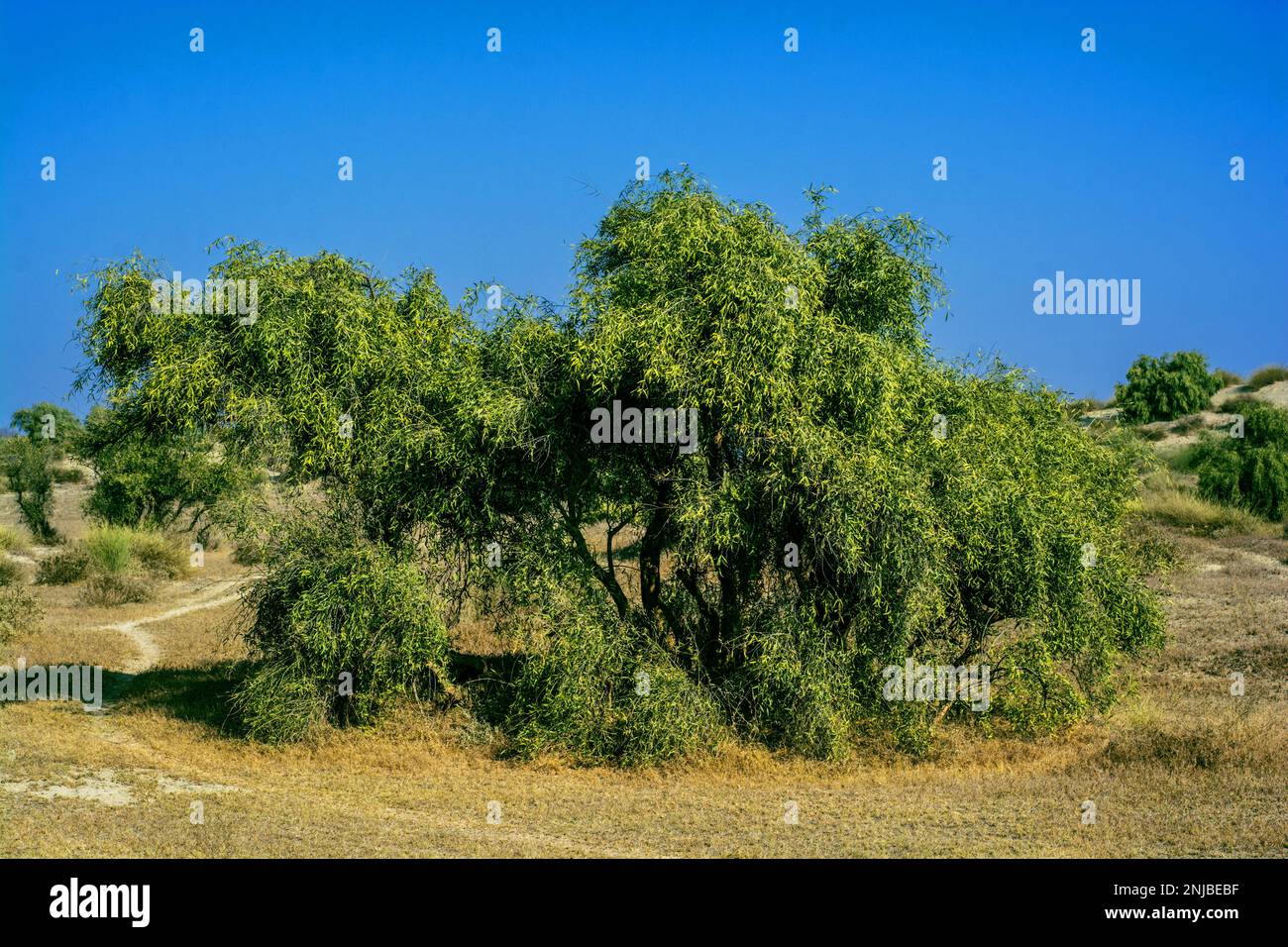 Salvadora persica ist bekannt als Peelu oder Zahnbürstenbaum in der Wüste Stockfoto