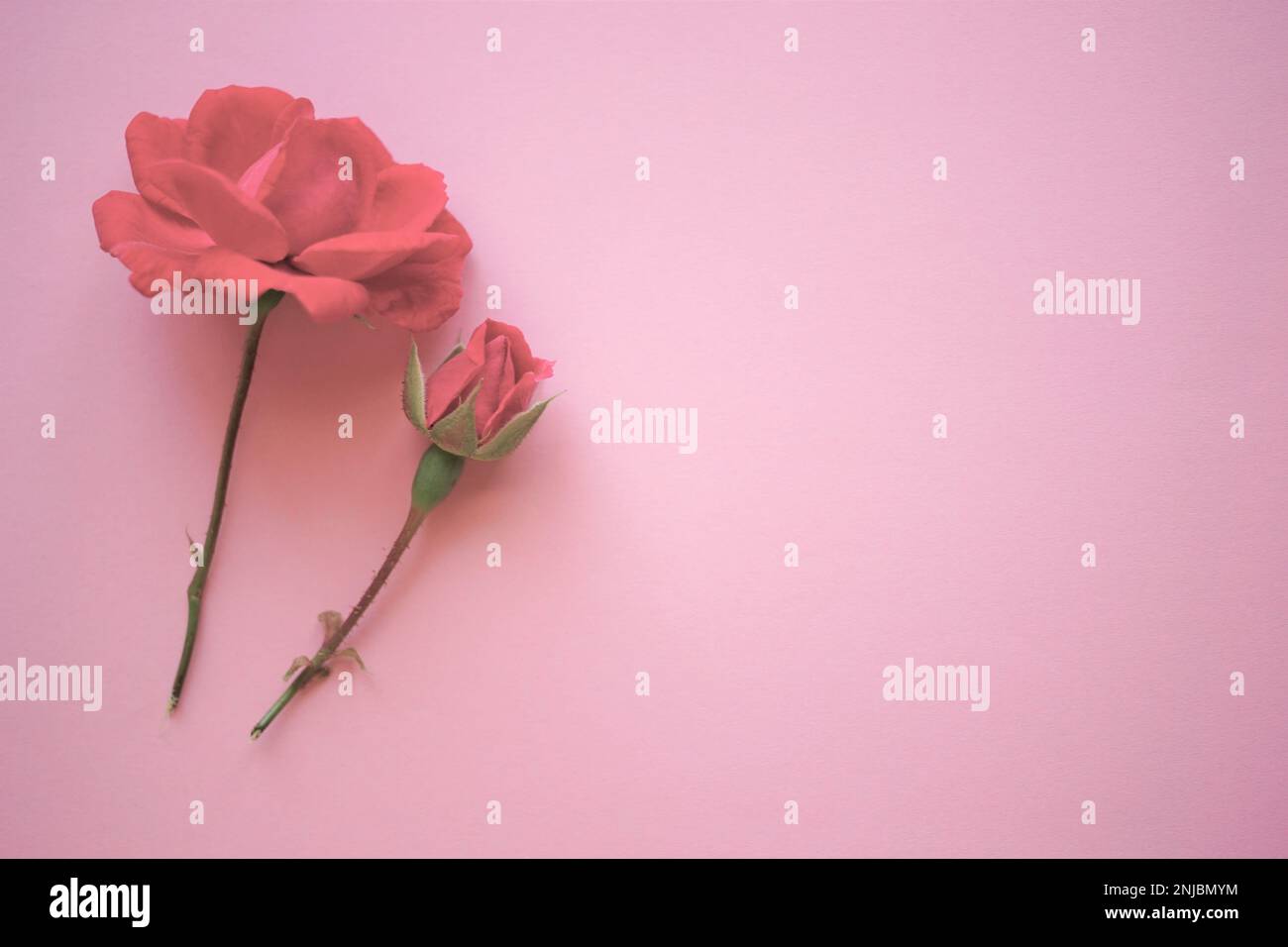 Zwei rosafarbene Rosenblüten auf dem rosafarbenen Tisch, Platz kopieren. Stockfoto