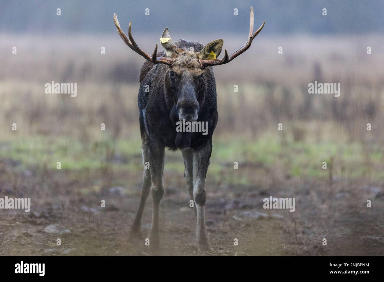 Elchbulle benennt Bert auf einer Wiese in Brandenburg, Deutschland - Bull Elk mit Namen Bert auf Grünland in Brandenburg Stockfoto