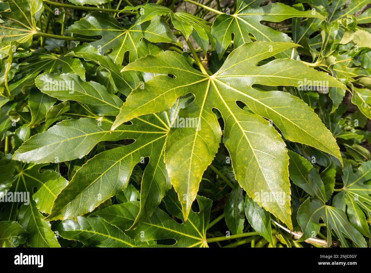 Fatsia Japonica, ein grünes, halbimmergrüner Strauß, allgemein bekannt als Rizinusöl-Pflanze, Stockfoto Stockfoto