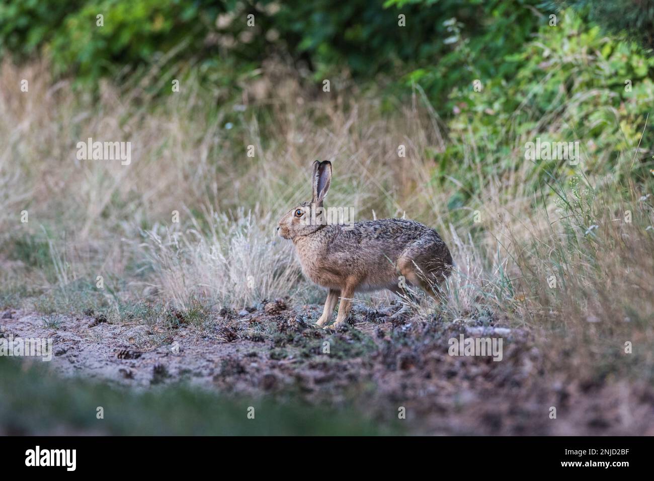 Feldhase auf einem Waldweg, Hare auf einem Waldweg Stockfoto