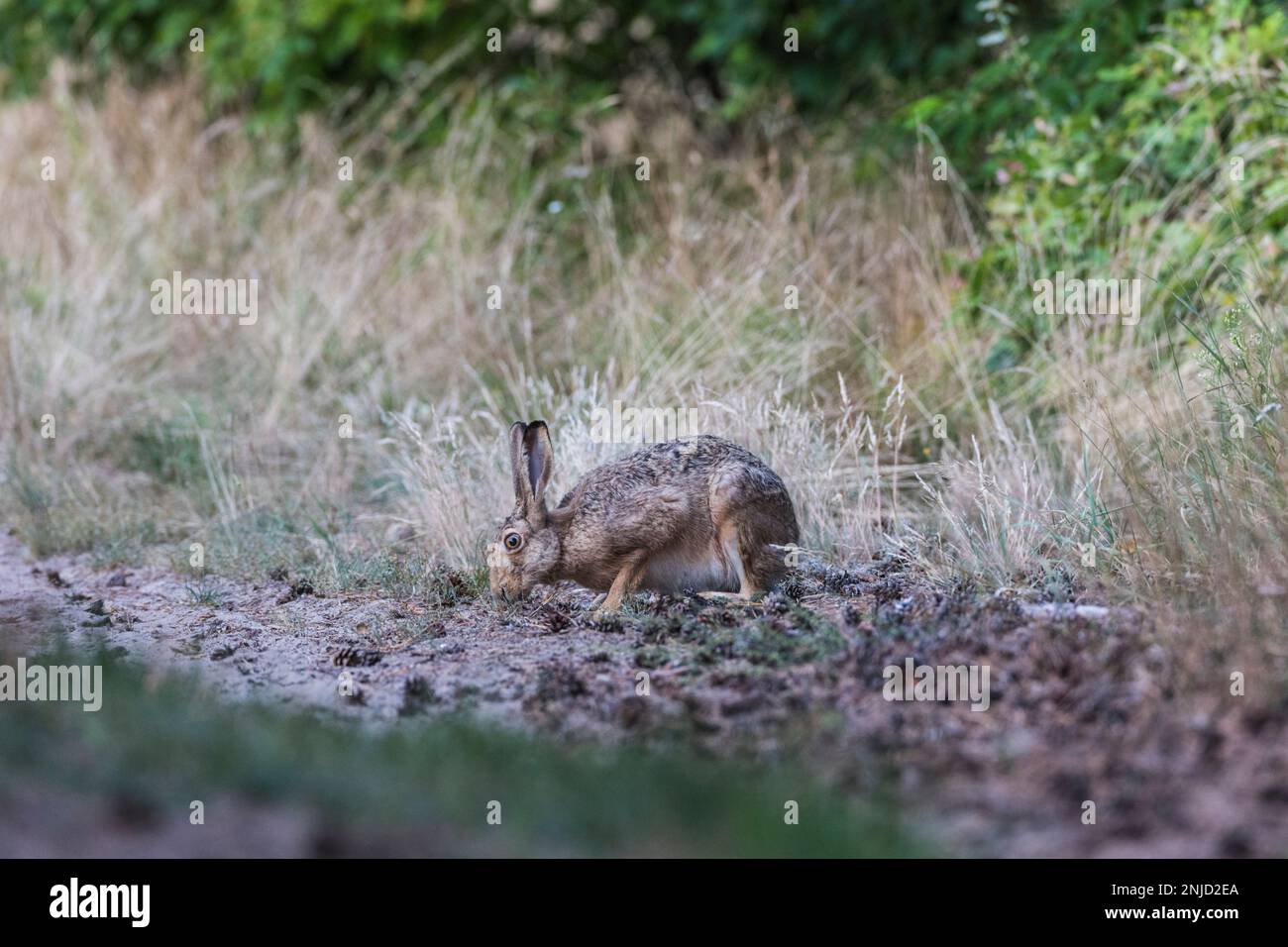 Feldhase auf einem Waldweg, Hare auf einem Waldweg Stockfoto