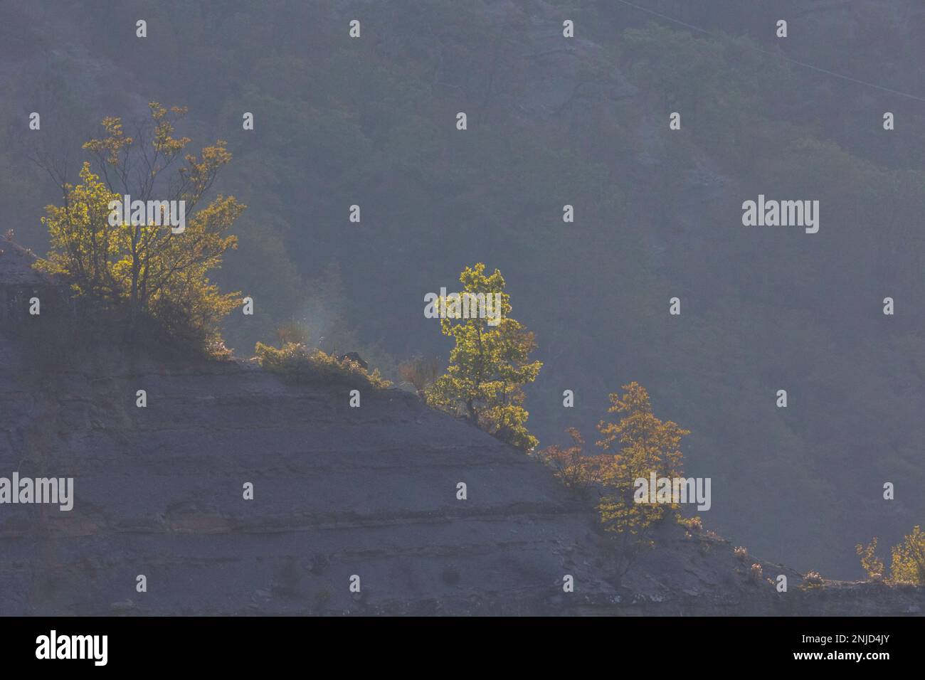 Leuchtende Laubbäume im Gegenlicht der aufgehenden Sonne auf einem Gebirgsgrat - leuchtende Laubbäume mit Hintergrundbeleuchtung der aufgehenden Sonne auf einem Bergkamm Stockfoto