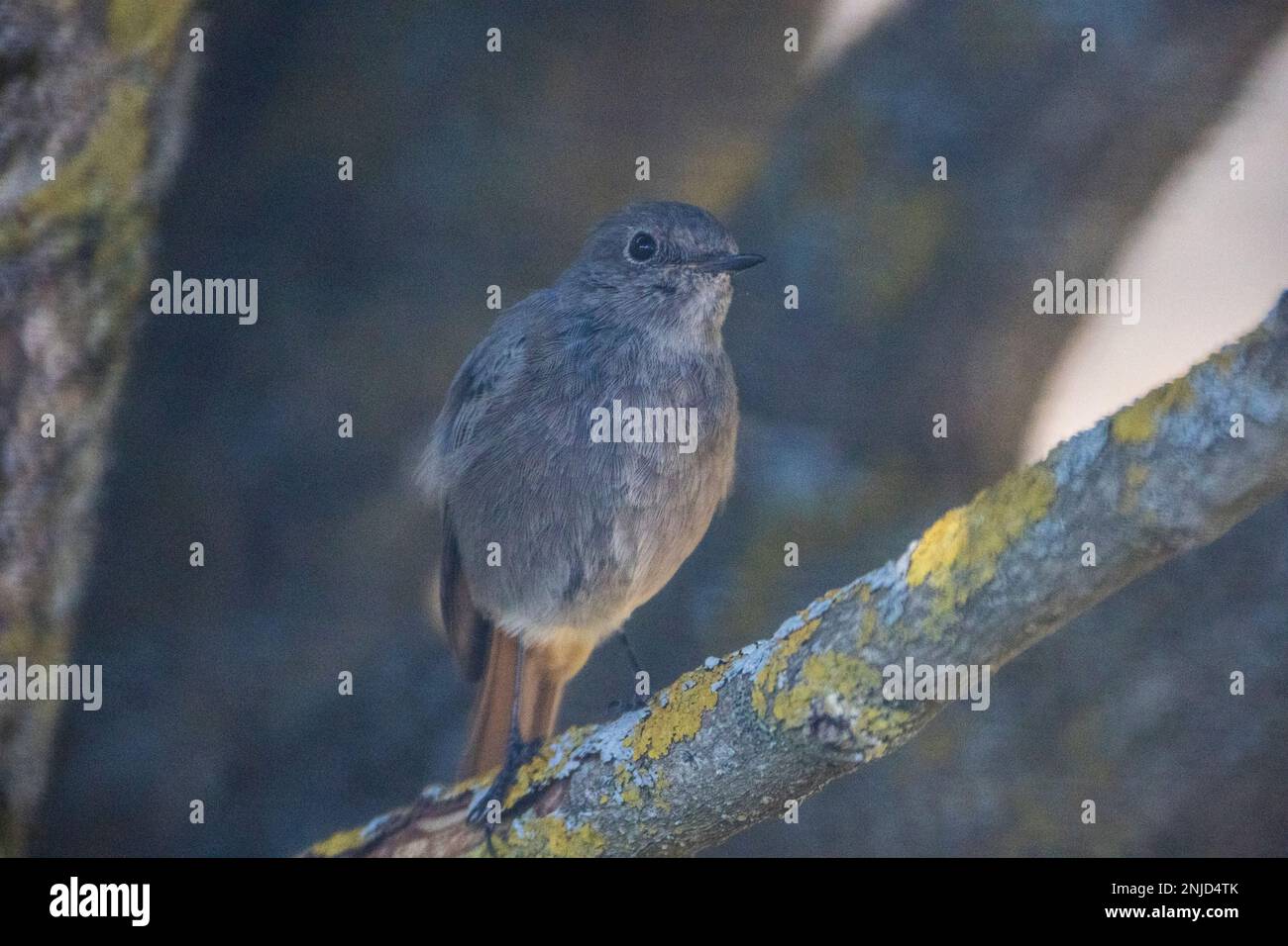 Hausrotschwanz (Rotschwänzchen) auf einem Ast sitzend, in die Kamera blickend - House Redstart (Redstart) sitzt auf der Filiale und schaut in die Kamera Stockfoto