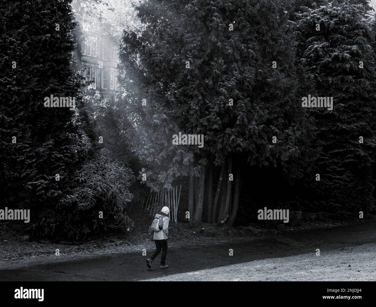 Ein einsamer Walker macht sich seinen Weg durch einen ruhigen, schattigen Wald, während sanfte Lichtstrahlen durch die Bäume dringen und eine friedliche und stimmungsvolle Atmosphäre erzeugen Stockfoto