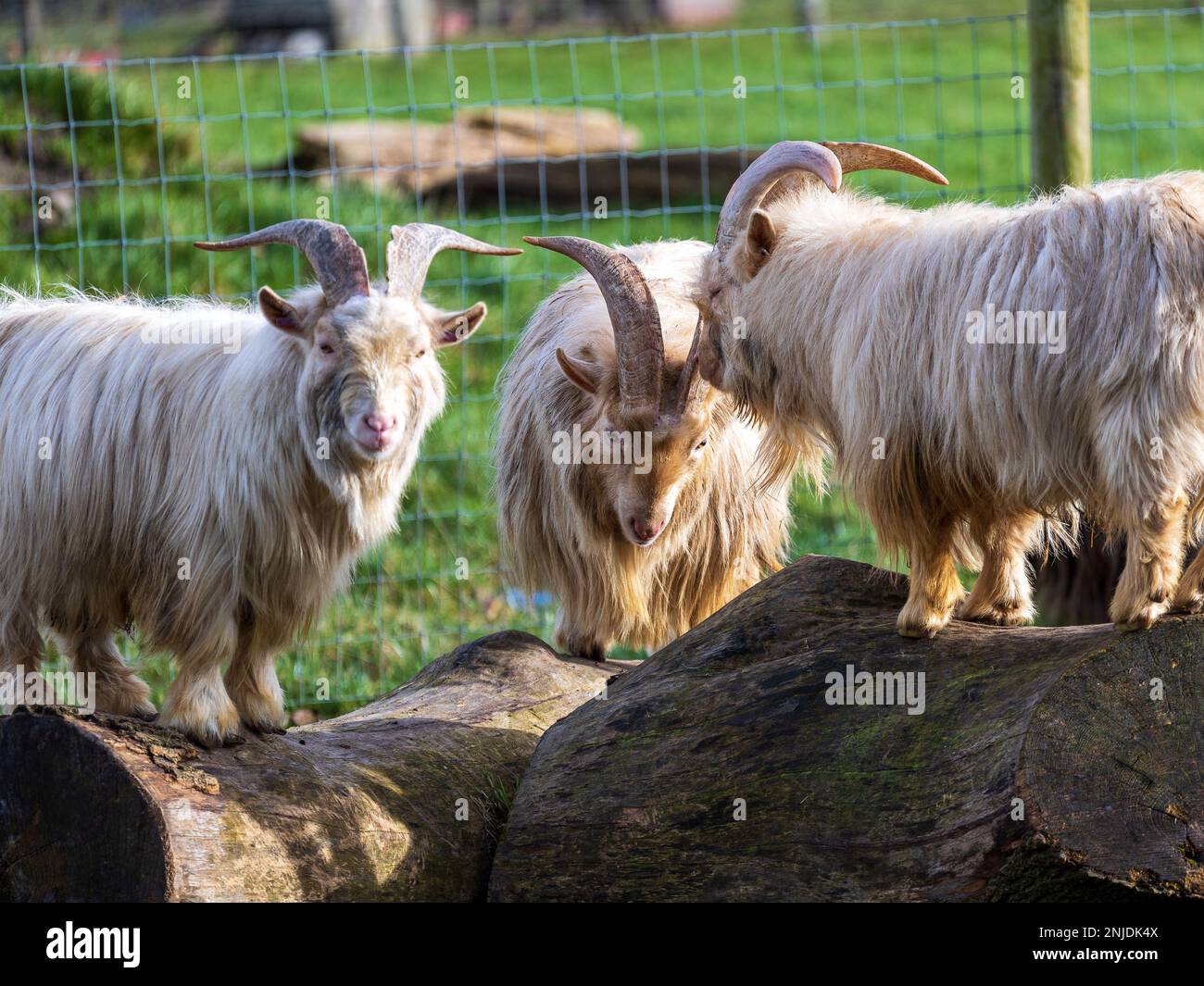 Drei hellfarbene Ziegen stehen auf Felsen und schauen in Richtung Kamera in einem Außengehege. Stockfoto