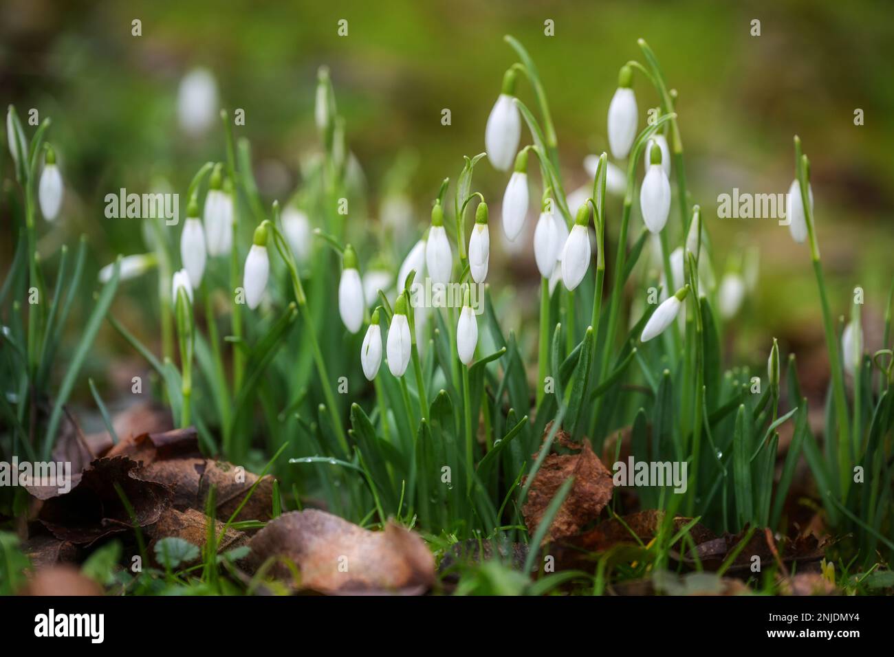 Weiße Schneeglöckchen (Galantus), die auf der Wiese zwischen trockenen Winterblättern im Frühjahr wachsen, Kopierraum, ausgewählter Fokus, schmale Schärfentiefe Stockfoto