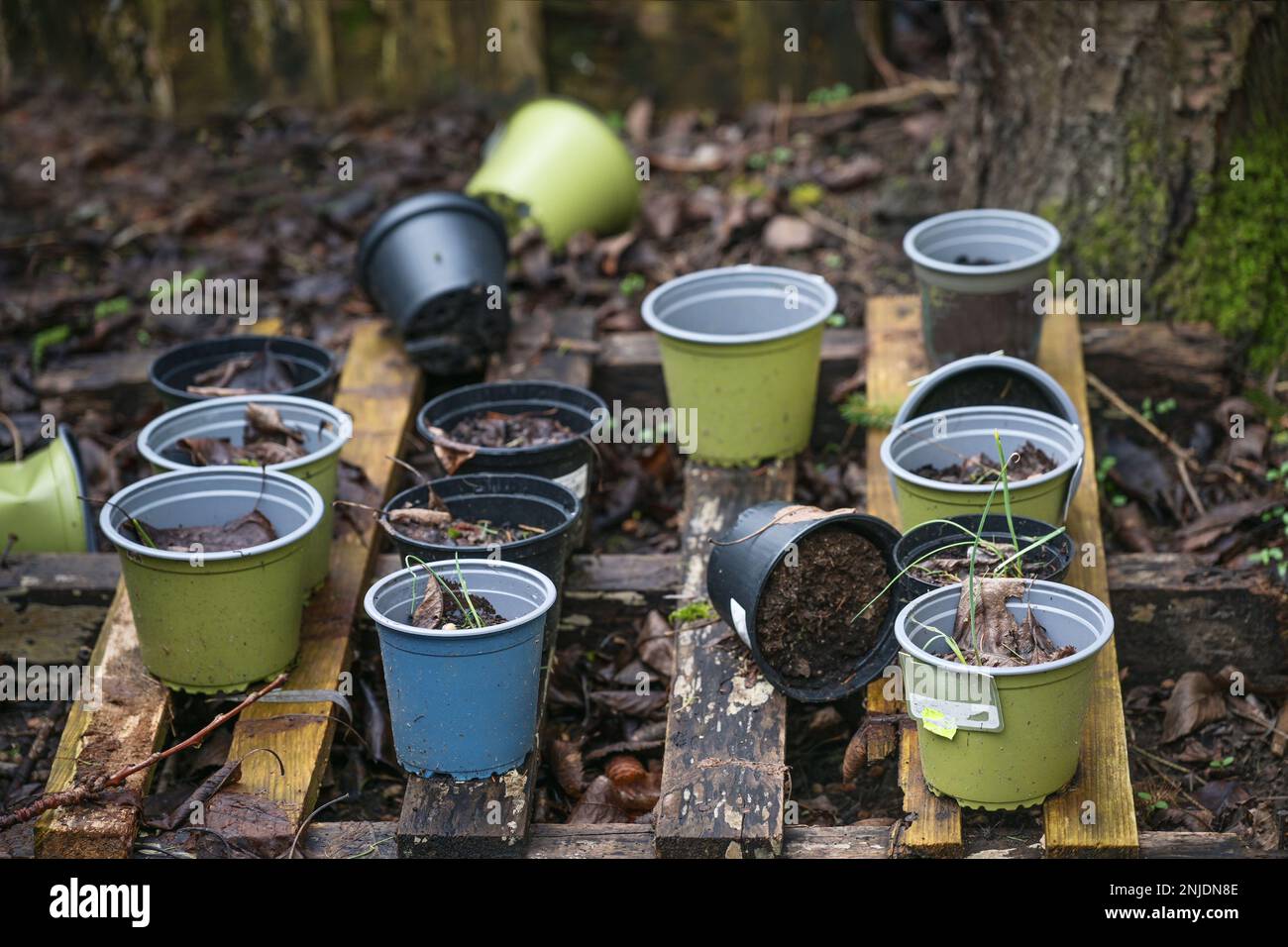 Verlassene Blumentöpfe aus Plastik gefüllt mit Pflanzerde auf einer verwitterten Holzpalette in einer dunklen, ungenutzten Gartenecke, Durcheinander im Hinterhof, ausgewählt Stockfoto