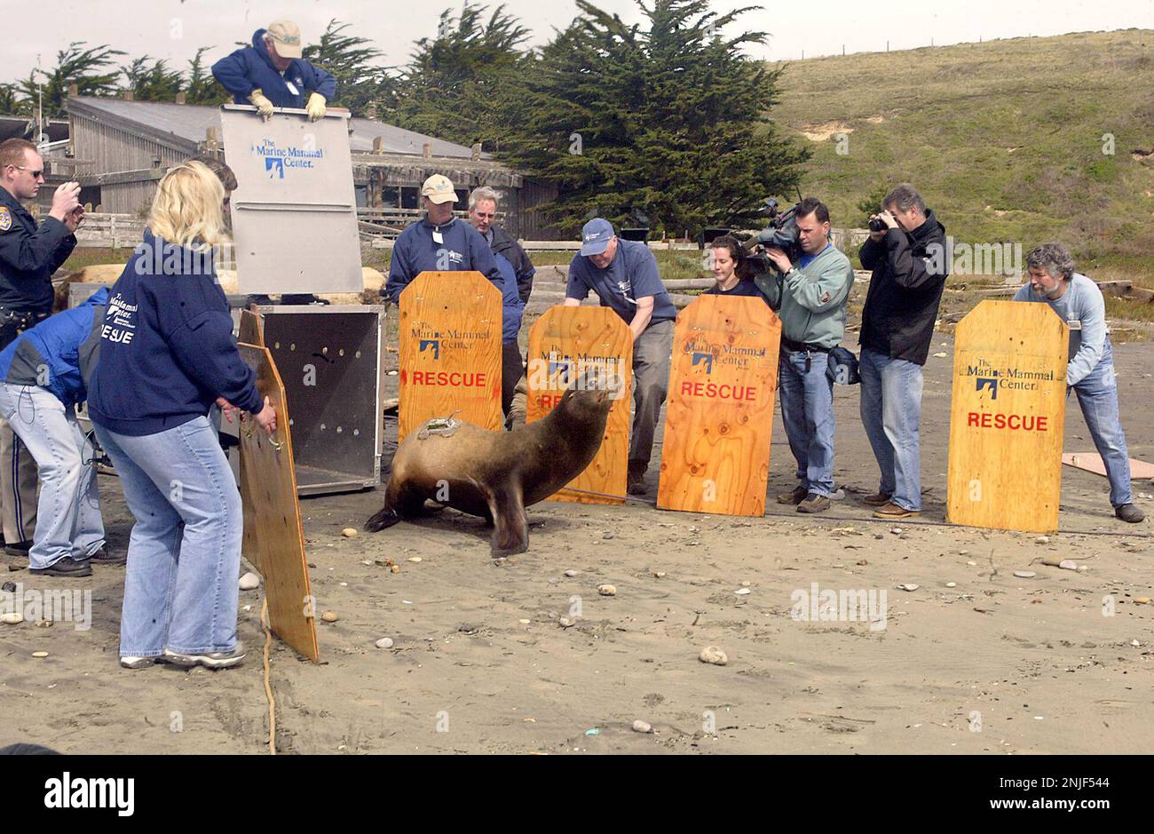 CHIPPY04_062LH.JPG The Marine Mammal Center released Chippy today at Drakes Beach along the Point Reyes national seashore. The sea lion was injured by a bullet last month and recovered at the Marine Mammal Center. Shot on 3/3/04 in Drakes Beach. LIZ HAFALIA / The Chronicle Smelling salt air and freedom, Chippy, with a satellite tracking device attached to his back, heads for the waters of Drakes Bay. ProductNameChronicle (LIZ HAFALIA/San Francisco Chronicle via AP) Stockfoto