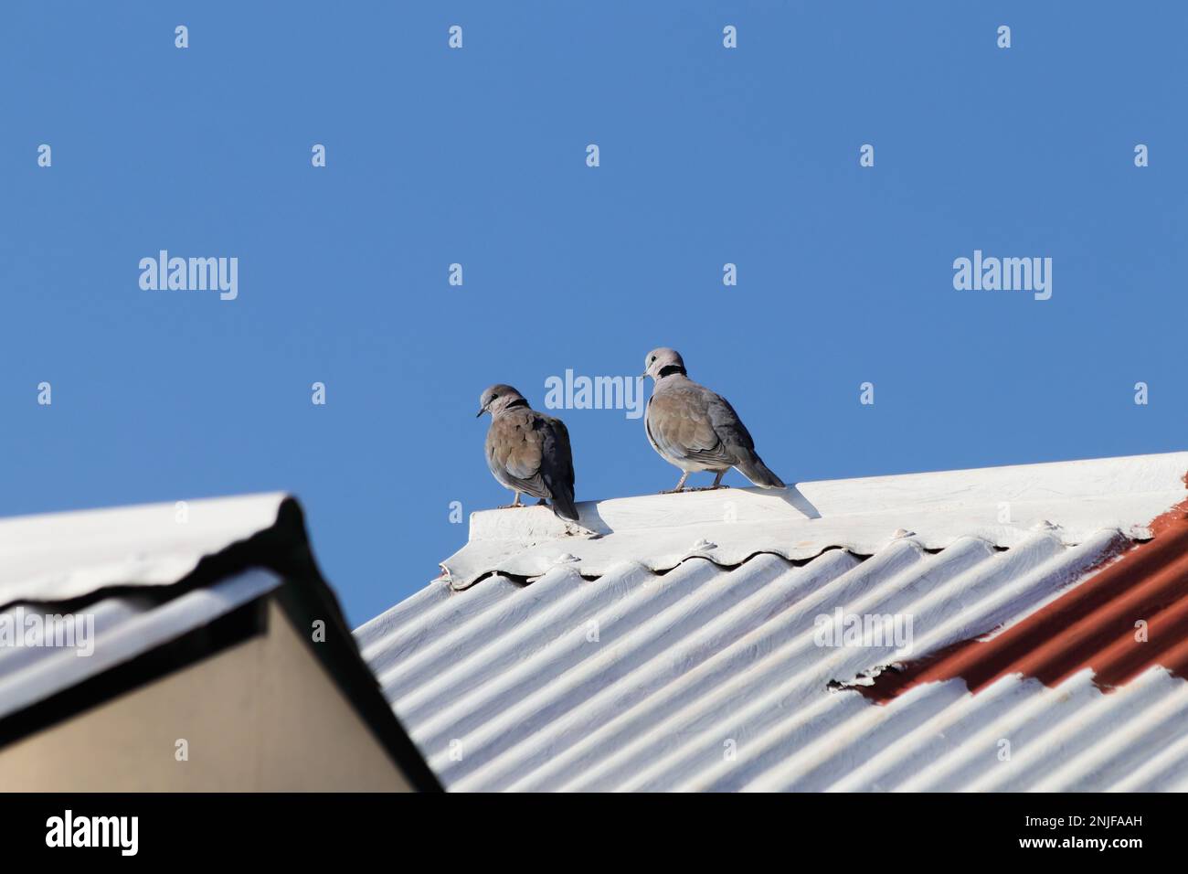 Kap-Schildkröten-Tauben auf dem weißen Dach (Streptopelia capicola) Stockfoto