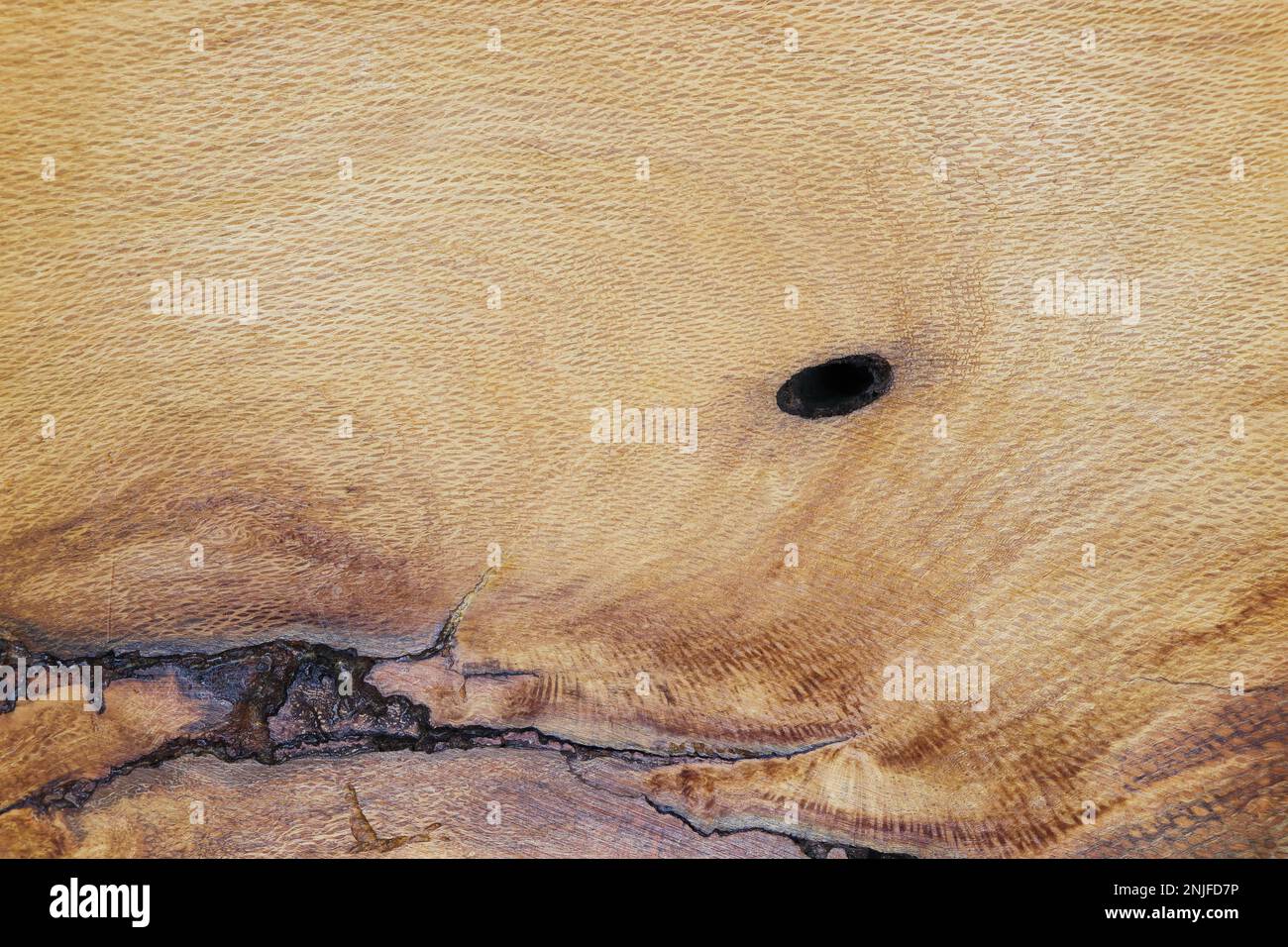 Unvollkommene Rohholzplatte aus südlicher roter Eiche (Quercus falcata) Stockfoto