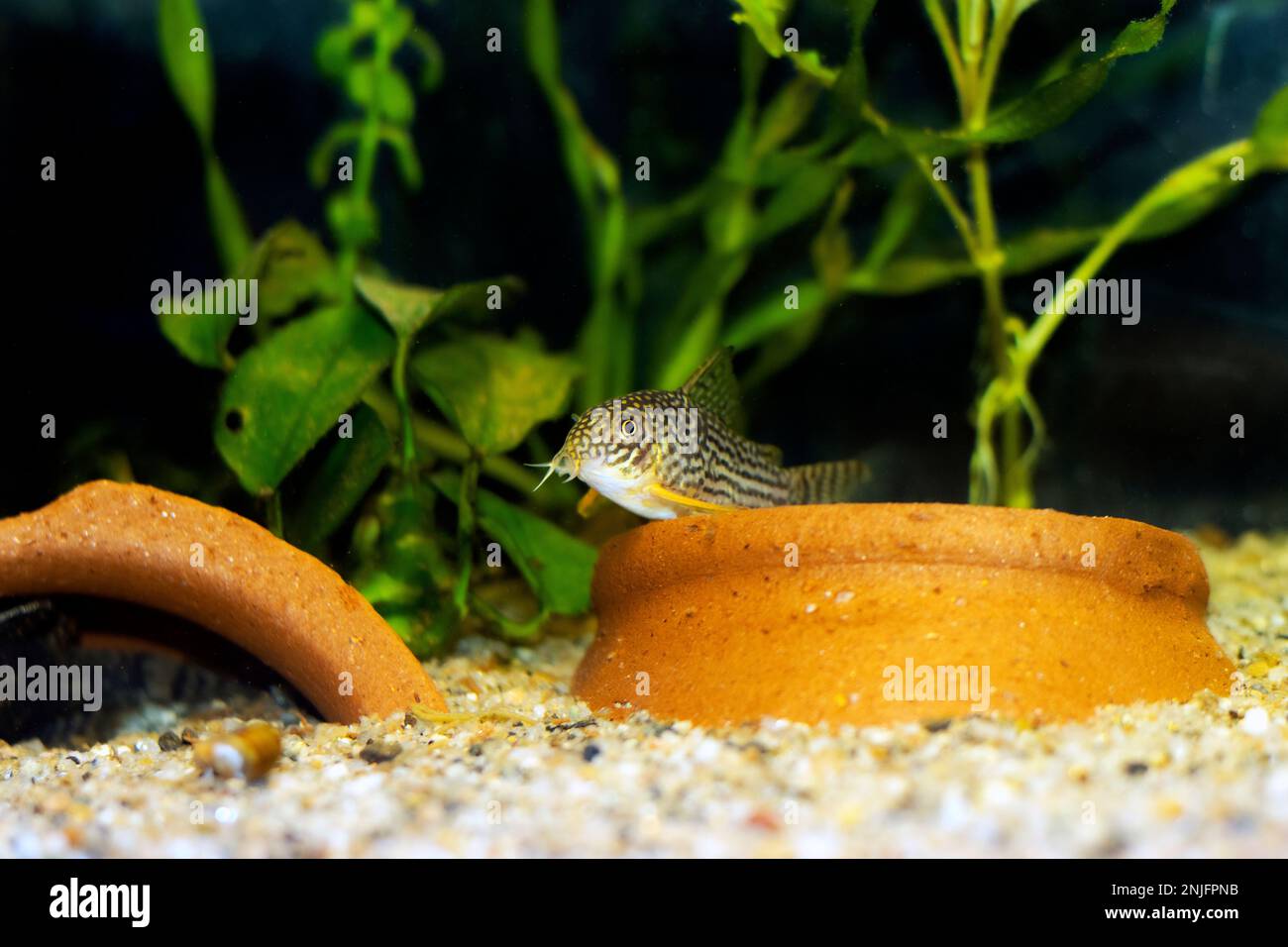 Corydoras sterbai - Sterbas Cory-Fisch Stockfoto