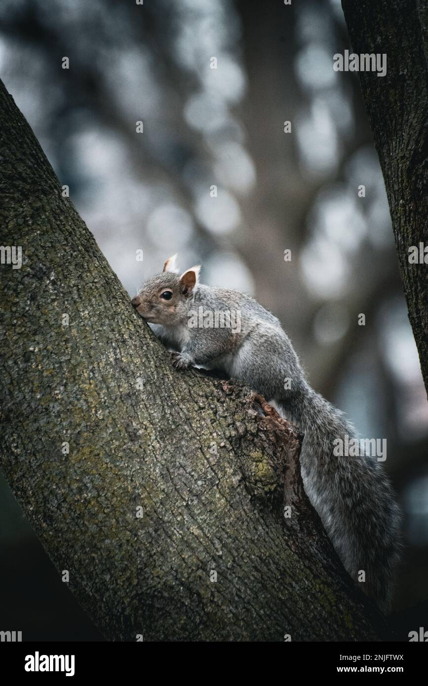 Das Bild eines Eichhörnchens, das auf einen Baum läuft. Östliches Graues Eichhörnchen Stockfoto