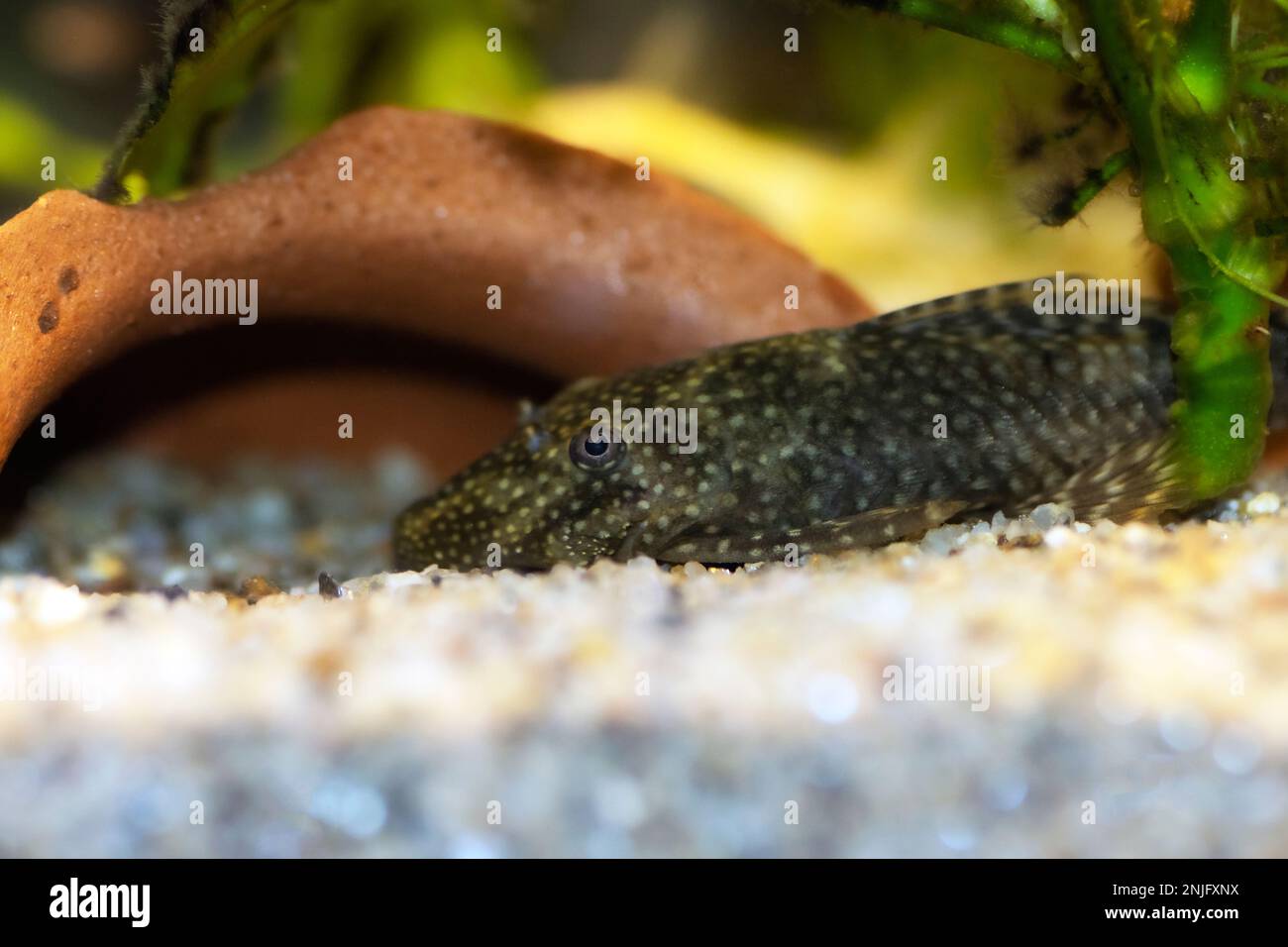 Bushymouth Catfish - Ancistrus dolichopterus Stockfoto