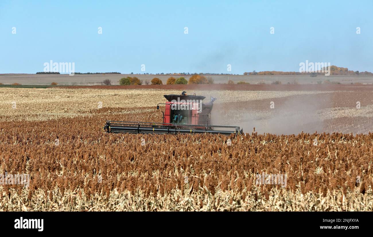 Case-IH-Mähdrescher, Landwirt, der milo „Grain Sorghum“ Erntegut erntet, „Sorghum vulgare“, Kansas. Stockfoto