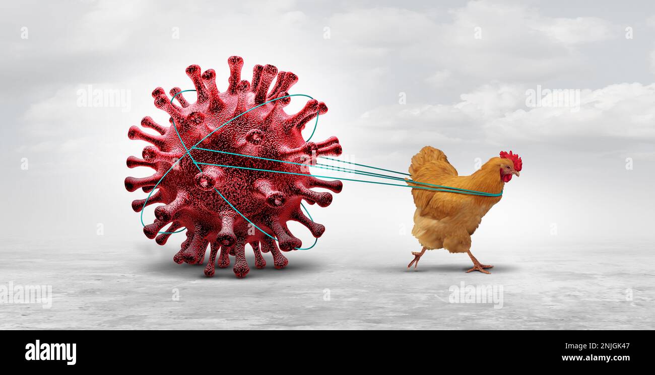 Vogelgrippe- und Vogelgrippe-Krise und Geflügelvirus als Hühnervirus, das von Geflügelbeständen infiziert ist, als gesundheitliches Risiko für einen weltweiten Infektionsausbruch Stockfoto