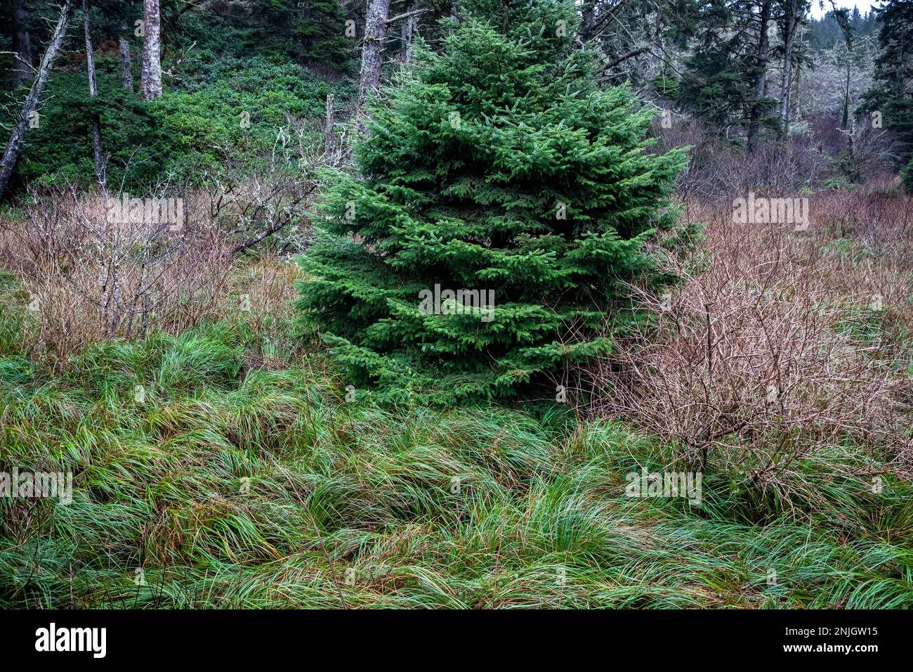 WA23046-00...WASHINGTON - die fast undurchdringliche Vegetation, die entlang der Pazifikküste im Cape Disappointment State Park wächst. Stockfoto