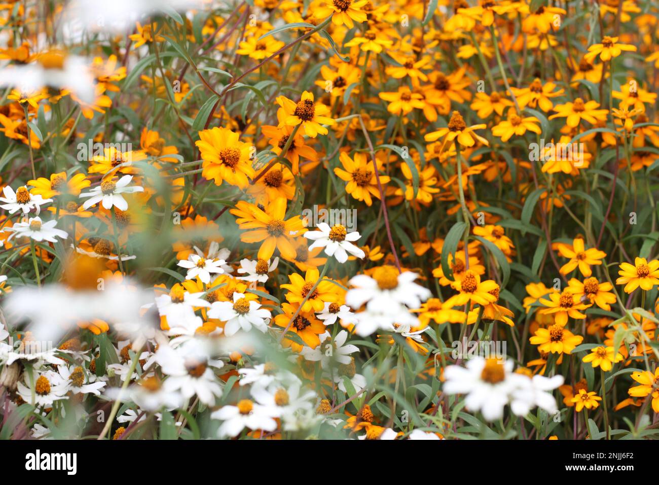 Seltene Blumen in Sri Lanka Botanisch Stockfoto