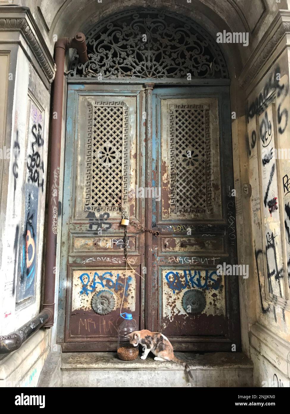 Die Straßenkatze isst vor der historischen Galata-Gebäudetür in Istanbul, Türkei. Stockfoto