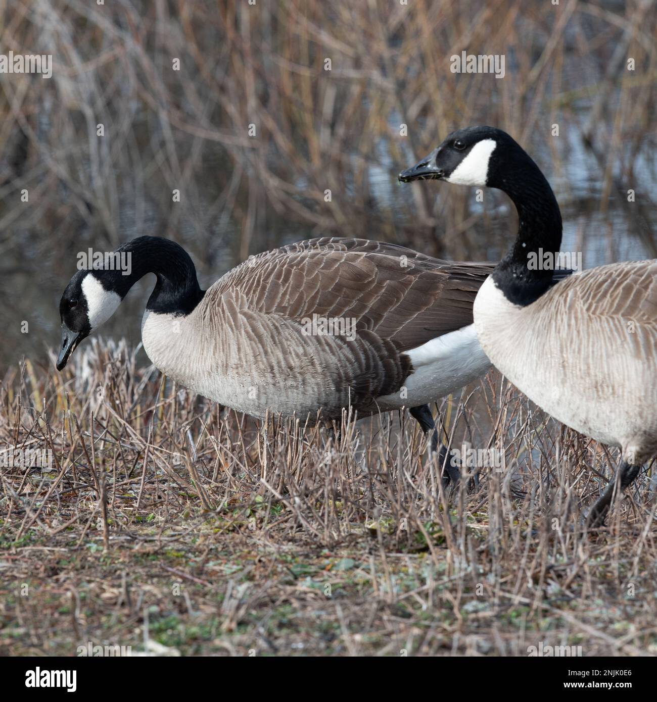 Kanadische Gänse Middle Creek Reservoir Migration - kanadische Gänse Branta canadensis Stockfoto