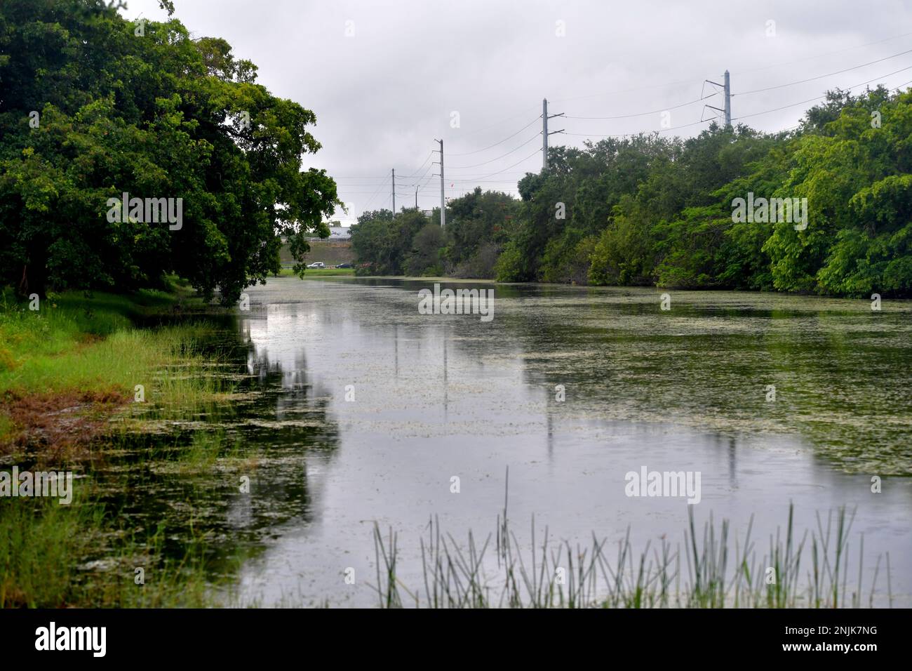 Davie, Vereinigte Staaten Von Amerika. 08. Juni 2018. DAVIE, FL - JUNI 08: Arm im Alligator gefunden, der aus dem Davie Lake gezogen wurde; Frau, die vermutlich tot ist - Frau verschwindet, während sie mit Hunden im Silver Lakes Rotary Nature Park spaziert. Hinweis: Es wurden keine Gefahrenschilder angebracht und die Bewohner behaupten, die Behörden von Fort Lauderdale wüssten, dass der tödliche Alligator am 8. Juni 2018 in Miami Beach, Florida, war. Leute: Woman Dead Credit: Storms Media Group/Alamy Live News Stockfoto