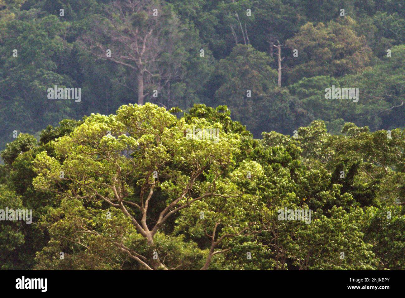 Regenwald am Fuße des Mount Duasudara in Nord-Sulawesi, Indonesien. Der Wald ist Teil des Tangkoko Duasudara Naturschutzgebiets (Tangkoko Batuangus Duasudara Naturschutzgebiet) und ein geschützter Lebensraum für zwei Primatenarten – Sulawesi Schwarzkammmakaken (Macaca nigra) und Spektraltarsier (Tarsius Spectrum oder Tarsius tarsier), neben vielen anderen krebierten Arten (Cassidinos). „Die Auswirkungen der Klimakrise sind aktuell und können sich nicht nur in unserem Leben, sondern sogar über ein einziges Jahrzehnt manifestieren“, sagte Dr. Nicholas Pattinson, Wissenschaftler an der Universität von Kapstadt. Stockfoto