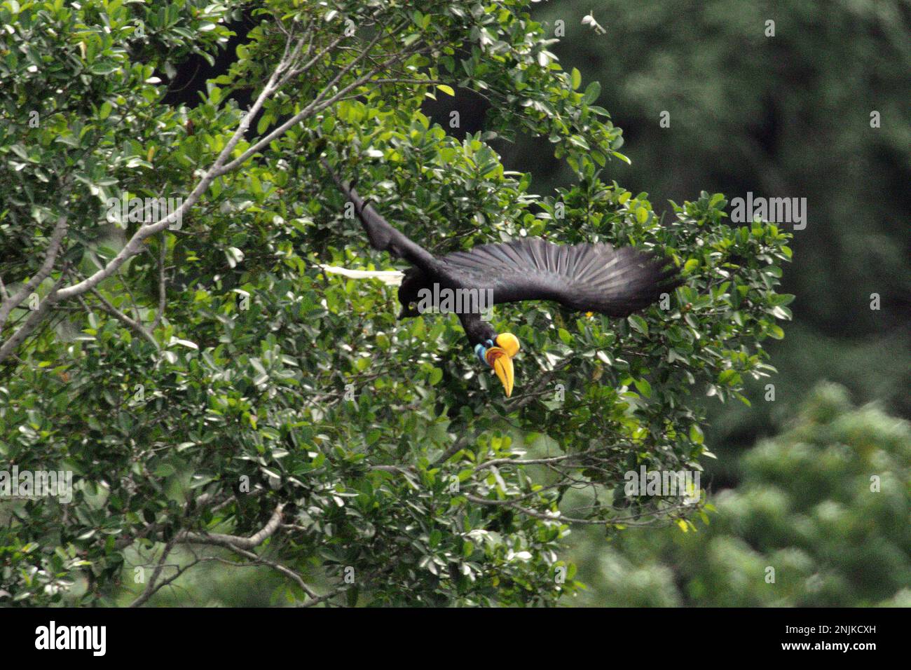 Eine weibliche Person mit geknüpftem Hornvogel, manchmal auch als Sulawesi-Faltenhornvogel (Rhyticeros cassidix) bezeichnet, fliegt, während sie einen Baum während einer Futtersuche in einem Regenwaldgebiet nahe Mount Tangkoko und Duasudara in Bitung, North Sulawesi, Indonesien, verlässt. Aufgrund ihrer Abhängigkeit von Wäldern und bestimmten Arten von Bäumen sind Hornvögel im Allgemeinen vom Klimawandel bedroht. Stockfoto