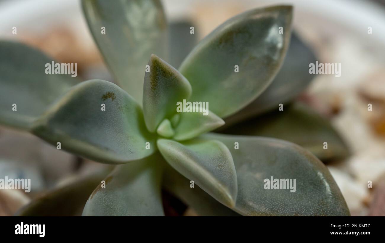 Saftige Pflanzen Grün Purple Geisterpflanze in Tontopf, Weichfokus, Makrobild Stockfoto