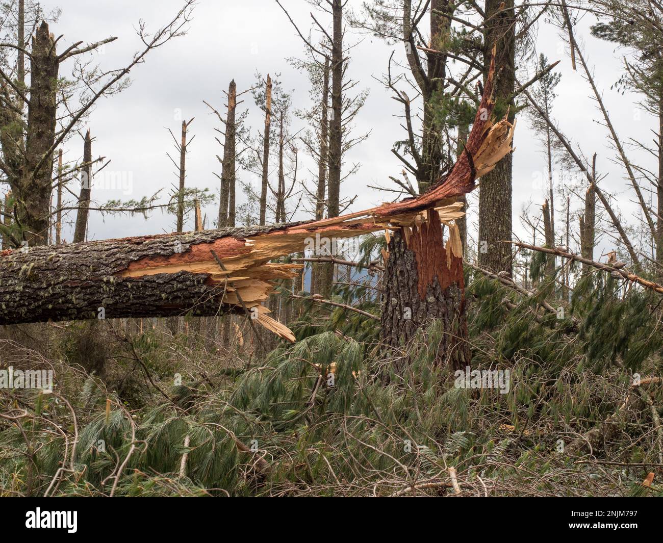 Nahaufnahme eines zerbrochenen Kiefernstumpfs in einem Wald nach dem Wirbelsturm Gabrielle. Fast jeder Baum wurde durch starken Wind zertrümmert.Wetter Stockfoto