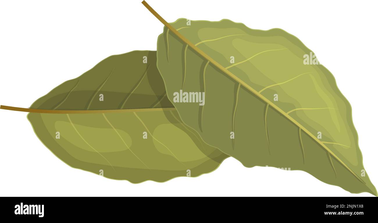 farbzeichen für karikatur-Vektordarstellung von bay Leaf-Kräutern Stock Vektor