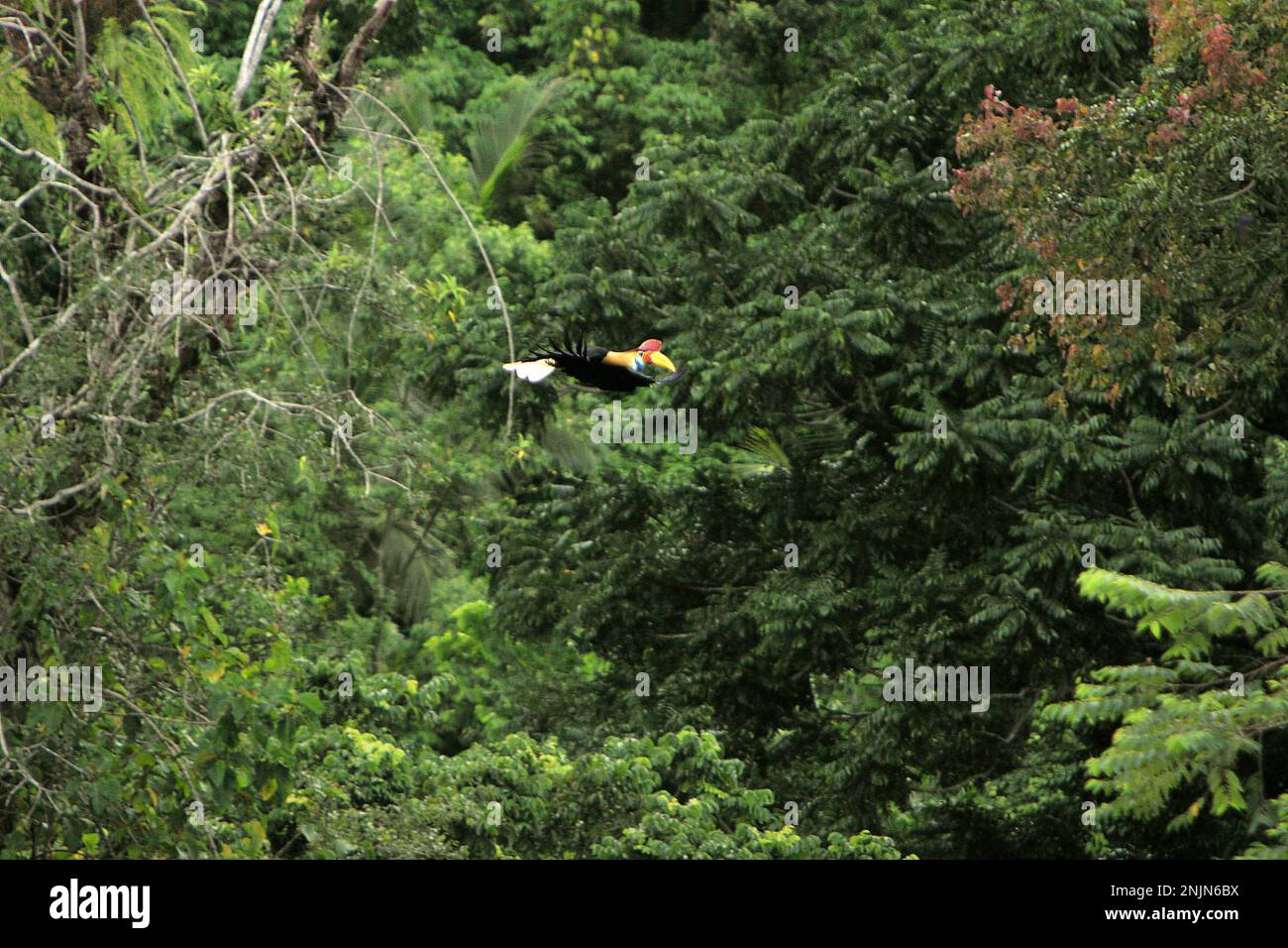 Ein männliches Individuum von geknüpftem Hornvogel, manchmal auch als Sulawesi-Faltenhornvogel (Rhyticeros cassidix) bezeichnet, fliegt über dem Regenwald in der Nähe des Mount Tangkoko und Duasudara in Bitung, Nord-Sulawesi, Indonesien. „Ein wesentliches Merkmal der Regenwälder ist die große Artenvielfalt in den Bäumen, ein Merkmal, das für das ordnungsgemäße Funktionieren des Ökosystems von entscheidender Bedeutung ist. Artenvielfalt ermöglicht die Resilienz der Wälder“, so ein Forscherteam der Universität Haifa in einer Publikation vom Februar 2023 auf Phys.Org. Hornbills selbst werden oft als „Bauern des Waldes“ bezeichnet. Stockfoto