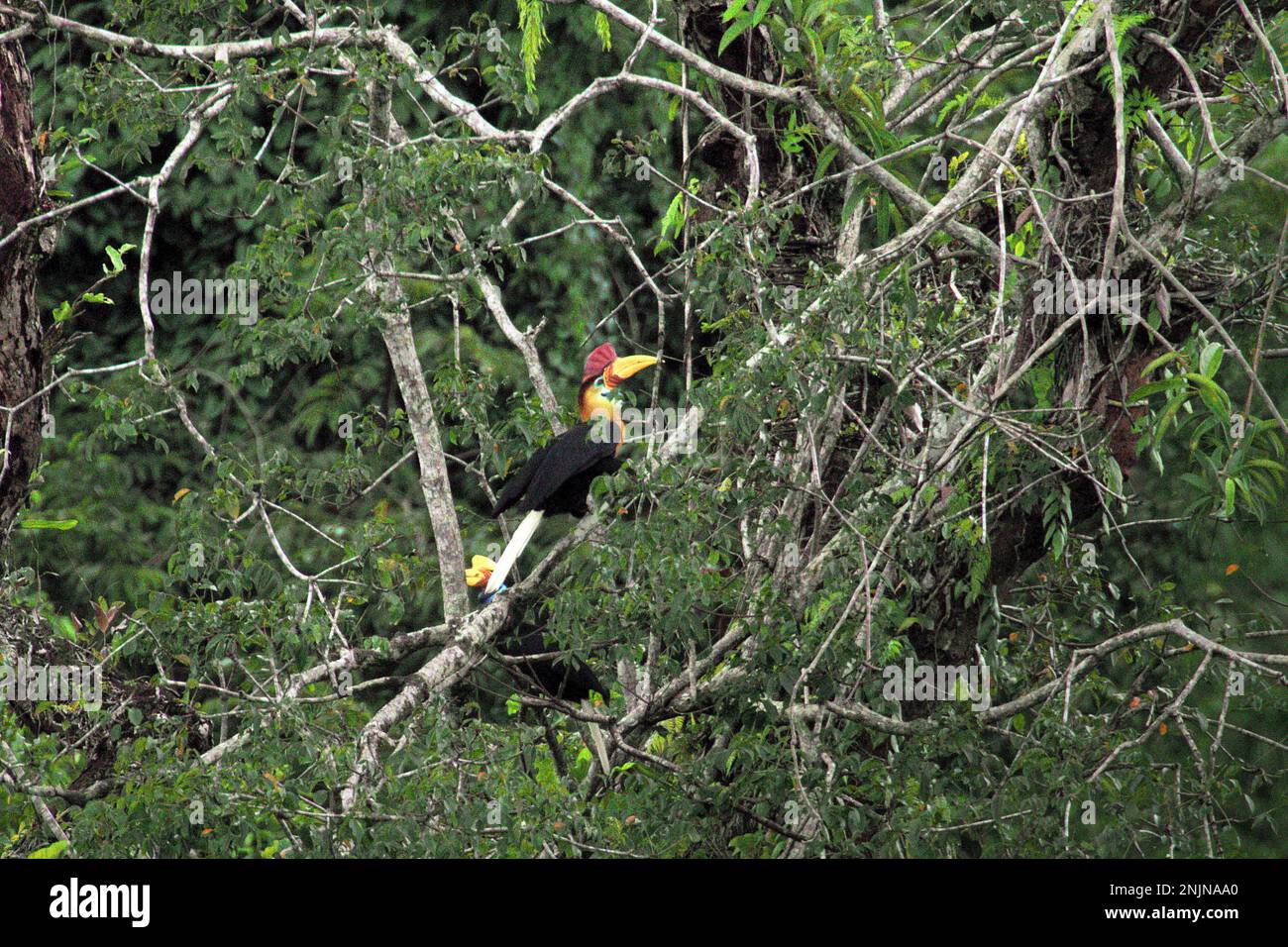 Ein Paar geknüpfte Hornvogel, auch Sulawesi-Faltenhornvogel genannt (Rhyticeros cassidix), wird fotografiert, während sie in einem Regenwaldgebiet in der Nähe des Mount Tangkoko und DuaSudara in Bitwesung, Nord-Sulai, Indonesien, auf einem Baum forschen. „Ein wesentliches Merkmal der Regenwälder ist die große Artenvielfalt in den Bäumen, ein Merkmal, das für das ordnungsgemäße Funktionieren des Ökosystems von entscheidender Bedeutung ist. Artenvielfalt ermöglicht die Resilienz der Wälder“, so ein Forscherteam der Universität Haifa in einer Publikation vom Februar 2023 auf Phys.Org. Stockfoto