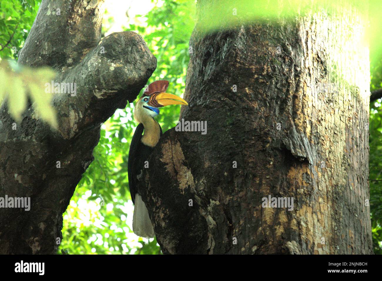 Ein männliches Individuum von geknüpftem Hornvogel, manchmal auch als Sulawesi-Faltenhornvogel (Rhyticeros cassidix) bezeichnet, wird fotografiert, während es auf einem Baum im Tangkoko Nature Reserve, North Sulawesi, Indonesien, sitzt. Aufgrund ihrer Abhängigkeit von Wäldern und bestimmten Arten von Bäumen sind Hornvögel im Allgemeinen vom Klimawandel bedroht.  'Es gibt rasch wachsende Hinweise auf die negativen Auswirkungen hoher Temperaturen auf das Verhalten, die Physiologie, die Zucht und das Überleben verschiedener Vögel, Säugetiere, Und Reptilienarten auf der ganzen Welt“, sagte Dr. Nicholas Pattinson (Universität von Kapstadt). Stockfoto