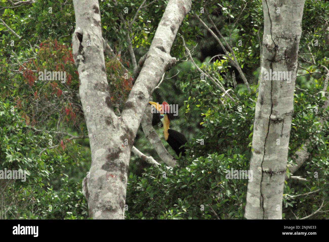 Ein männliches Individuum von geknüpftem Hornvogel, manchmal auch als Sulawesi-Faltenhornvogel (Rhyticeros cassidix) bezeichnet, forscht auf einem Baum in einem Regenwaldgebiet nahe Mount Tangkoko und Duasudara in Bitung, Nord-Sulawesi, Indonesien. „Ein wesentliches Merkmal der Regenwälder ist die große Artenvielfalt in den Bäumen, ein Merkmal, das für das ordnungsgemäße Funktionieren des Ökosystems von entscheidender Bedeutung ist. Artenvielfalt ermöglicht die Resilienz der Wälder“, so ein Forscherteam der Universität Haifa in einer Publikation vom Februar 2023 auf Phys.Org. Stockfoto
