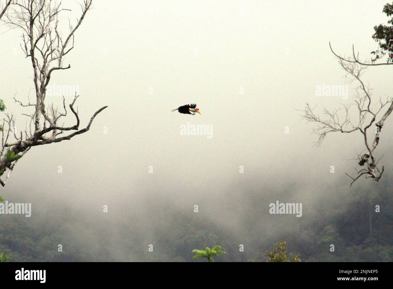 Ein männliches Individuum von geknüpftem Hornvogel, manchmal auch als Sulawesi-Faltenhornvogel (Rhyticeros cassidix) bezeichnet, fliegt über dem Regenwald in der Nähe des Mount Tangkoko und Duasudara in Bitung, Nord-Sulawesi, Indonesien. „Ein wesentliches Merkmal der Regenwälder ist die große Artenvielfalt in den Bäumen, ein Merkmal, das für das ordnungsgemäße Funktionieren des Ökosystems von entscheidender Bedeutung ist. Artenvielfalt ermöglicht die Resilienz der Wälder“, so ein Forscherteam der Universität Haifa in einer Publikation vom Februar 2023 auf Phys.Org. Hornbills selbst werden oft als „Bauern des Waldes“ bezeichnet. Stockfoto