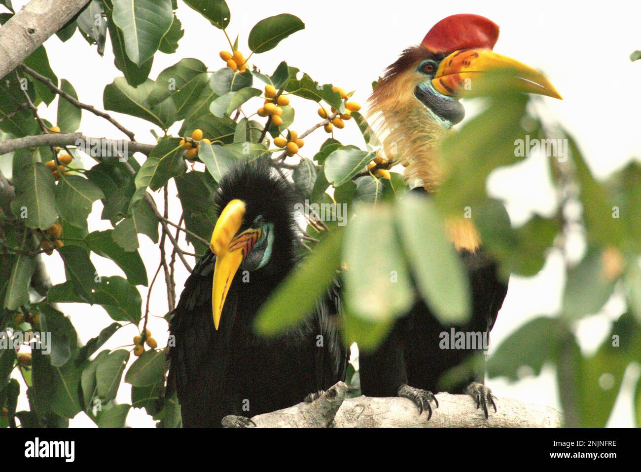 Ein Paar geknüpfte Hornvogel, auch als Sulawesi-Faltenhornvogel (Rhyticeros cassidix) bezeichnet, wird fotografiert, während sie auf einem Feigenbaum in einem Regenwaldgebiet nahe dem Berg Tangkoko und Duasudara in Bitung, Nord-Sulawesi, Indonesien, sitzen. Aufgrund ihrer Abhängigkeit von Wäldern und bestimmten Arten von Bäumen sind Hornvögel im Allgemeinen vom Klimawandel bedroht. „Es gibt immer mehr Belege für die negativen Auswirkungen hoher Temperaturen auf das Verhalten, die Physiologie, die Zucht und das Überleben verschiedener Vogel-, Säugetier- und Reptilienarten auf der ganzen Welt“, sagte Dr. Nicholas Pattinson, Stockfoto