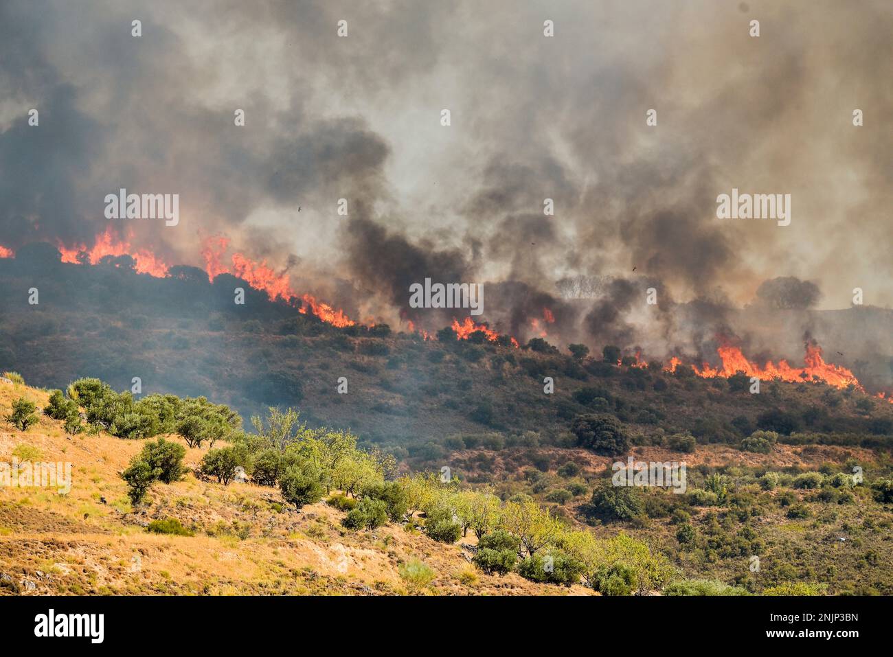 General view of the arson fire in Chiloeches, on July 19, 2022, in Chiloeches, Guadalajara, Castilla La Mancha (Spain). The fire in Chiloeches has been declared a level 2 fire due to possible damage to non-forest assets and possible effects of smoke on the population. Ten means are working to control it, of which two are aerial, and 47 people. The fire was detected after 15:45 hours and is affecting an agricultural area. So far, 14 means and 67 people have participated in the operation. 19 JULY 2022;CHILOECHES;GUADALAJARA;CASTILLA LA MANCHA;FIRE RAFAEL MARTÍN / Europa Press 07/19/2022 (Europa Stockfoto