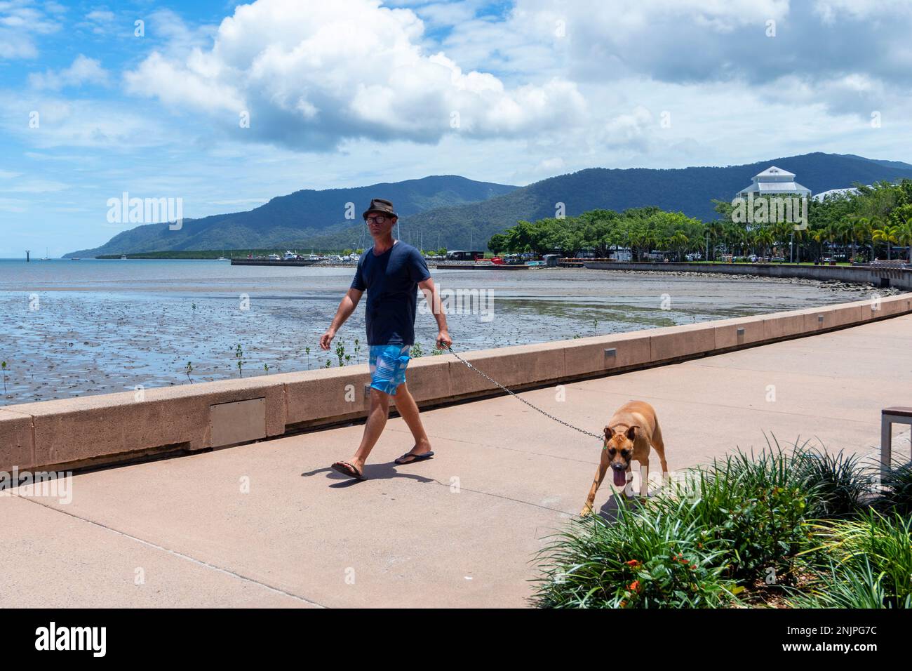 Weißer Mann, der an einem sonnigen Tag einen Hund entlang der Cairns Esplanade spaziert, Cairns, Far North Queensland, FNQ, QLD, Australien Stockfoto