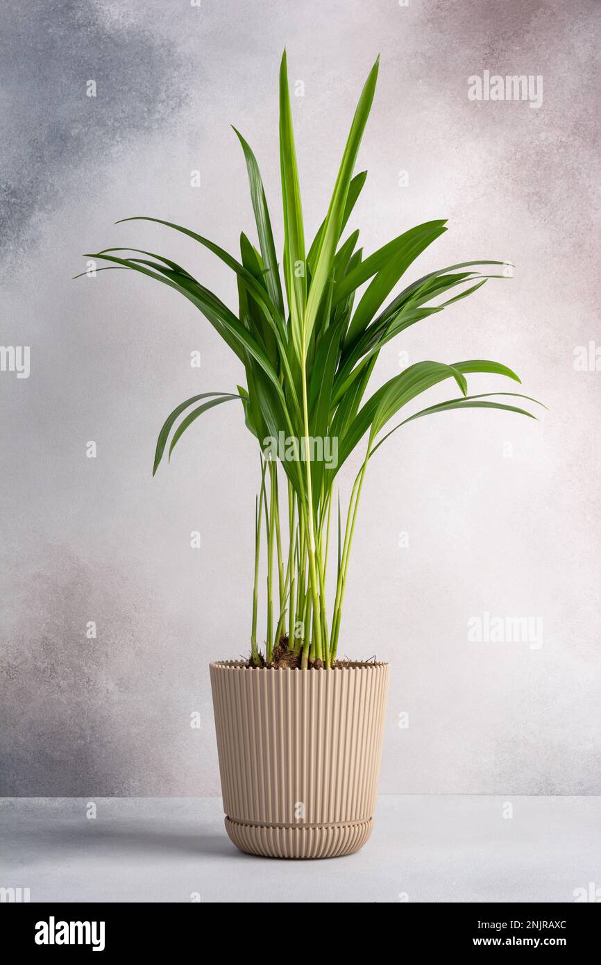 areca palme zimmerpflanze Areca Palme Dypsis Lutescens – vielgrün