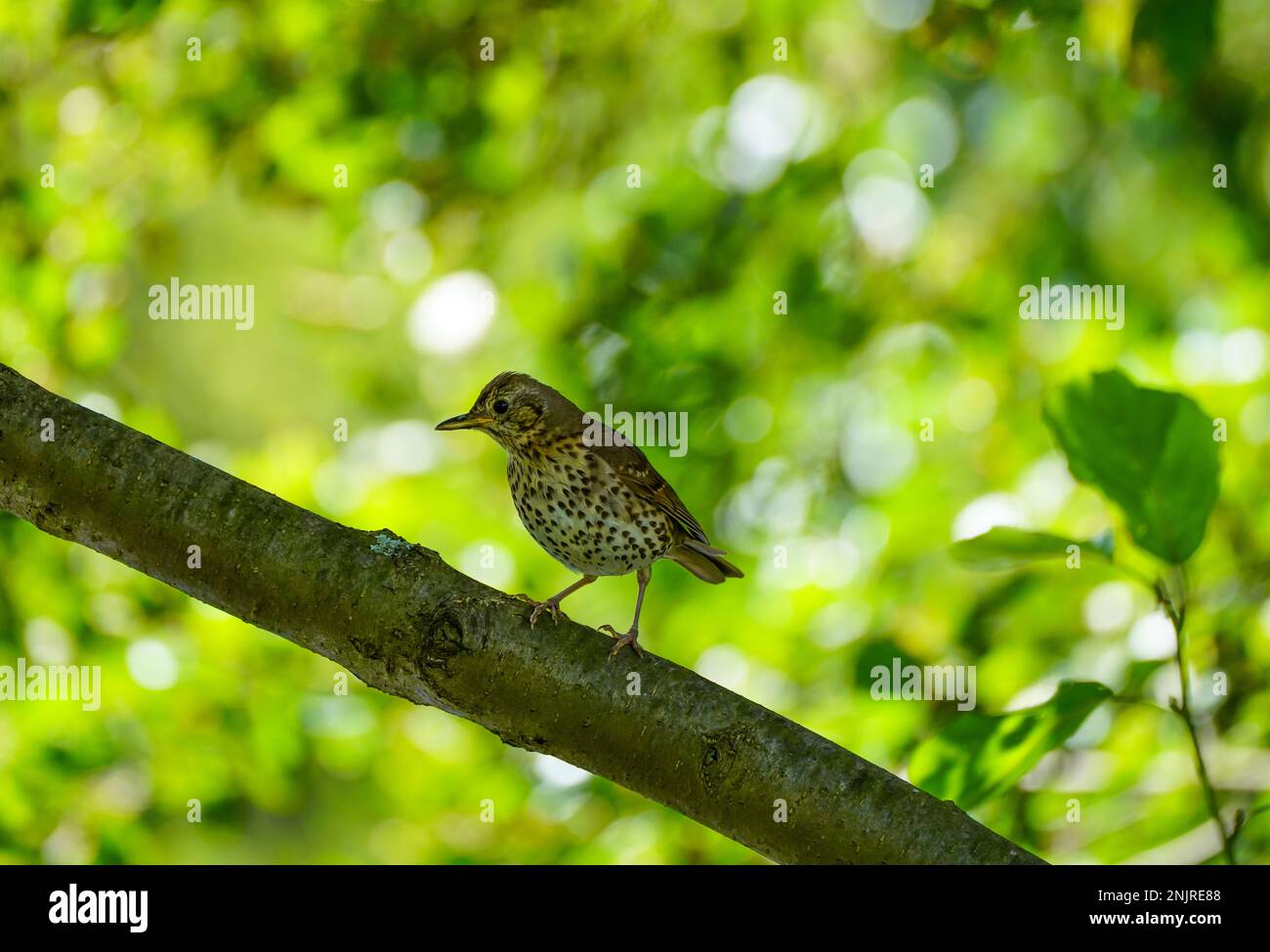 Song Thrush auf einem Ast. Vogel vor grünem Hintergrund. Turdus philomelos. Stockfoto