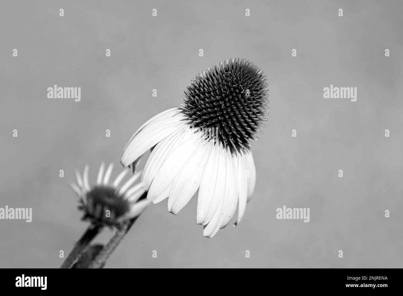 Weiße Blume aus Nadelkautschuk. Blühende Pflanze aus der Nähe. Echinacea. Stockfoto