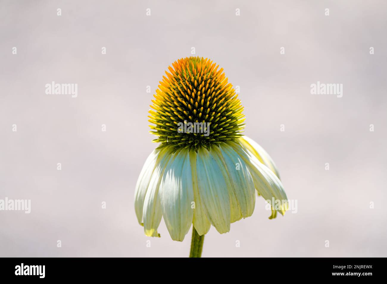 Weiße Blume aus Nadelkautschuk. Blühende Pflanze aus der Nähe. Echinacea. Stockfoto