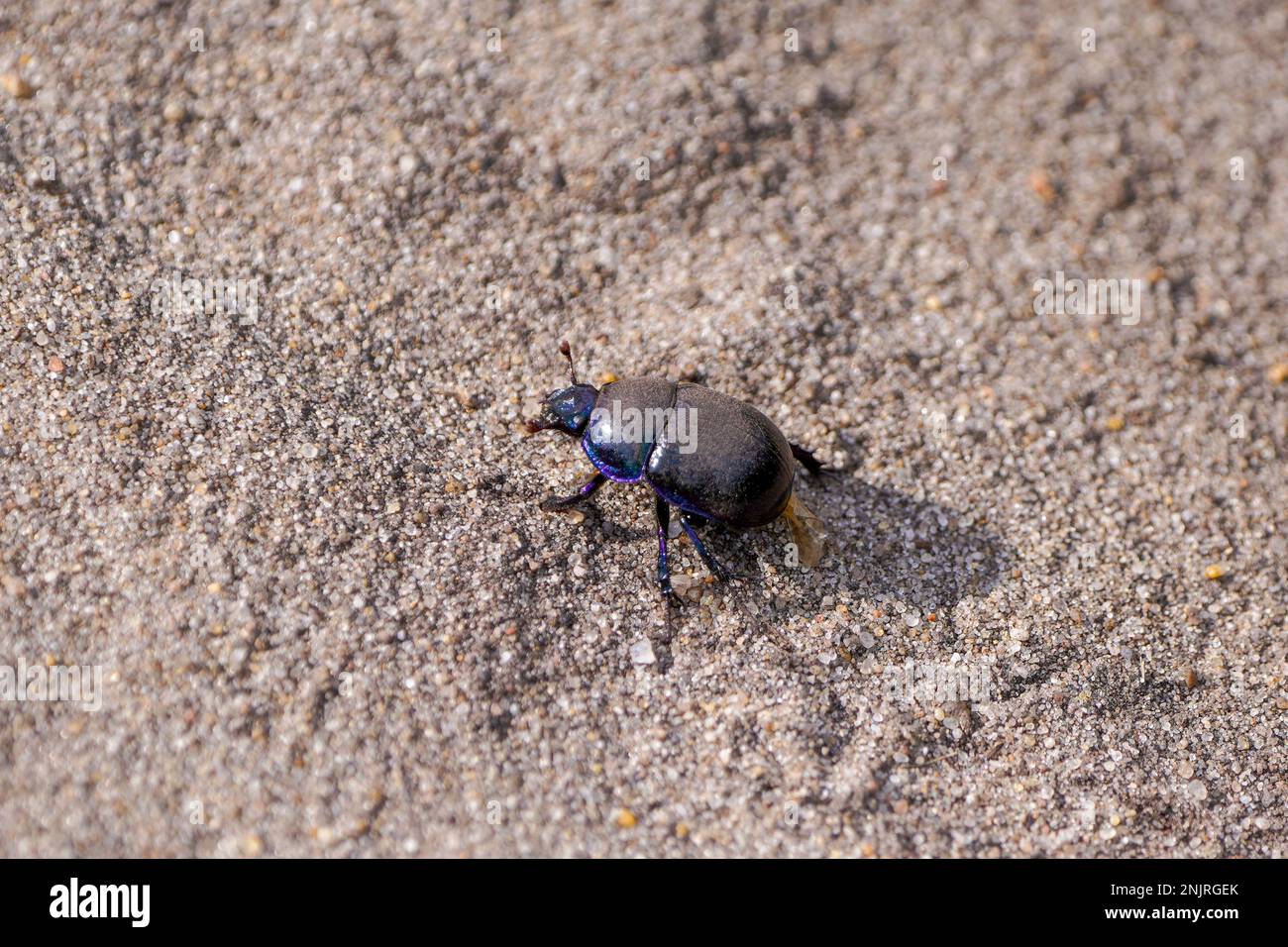 Schwarzer Mistkäfer auf sandigem Boden. Anoplotrupes stercorosus. Stockfoto