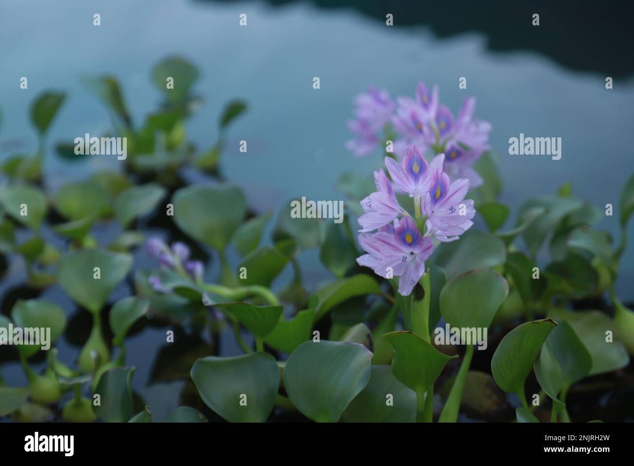 Wunderschöne Wasserhyazinthen blühen über dem See Stockfoto