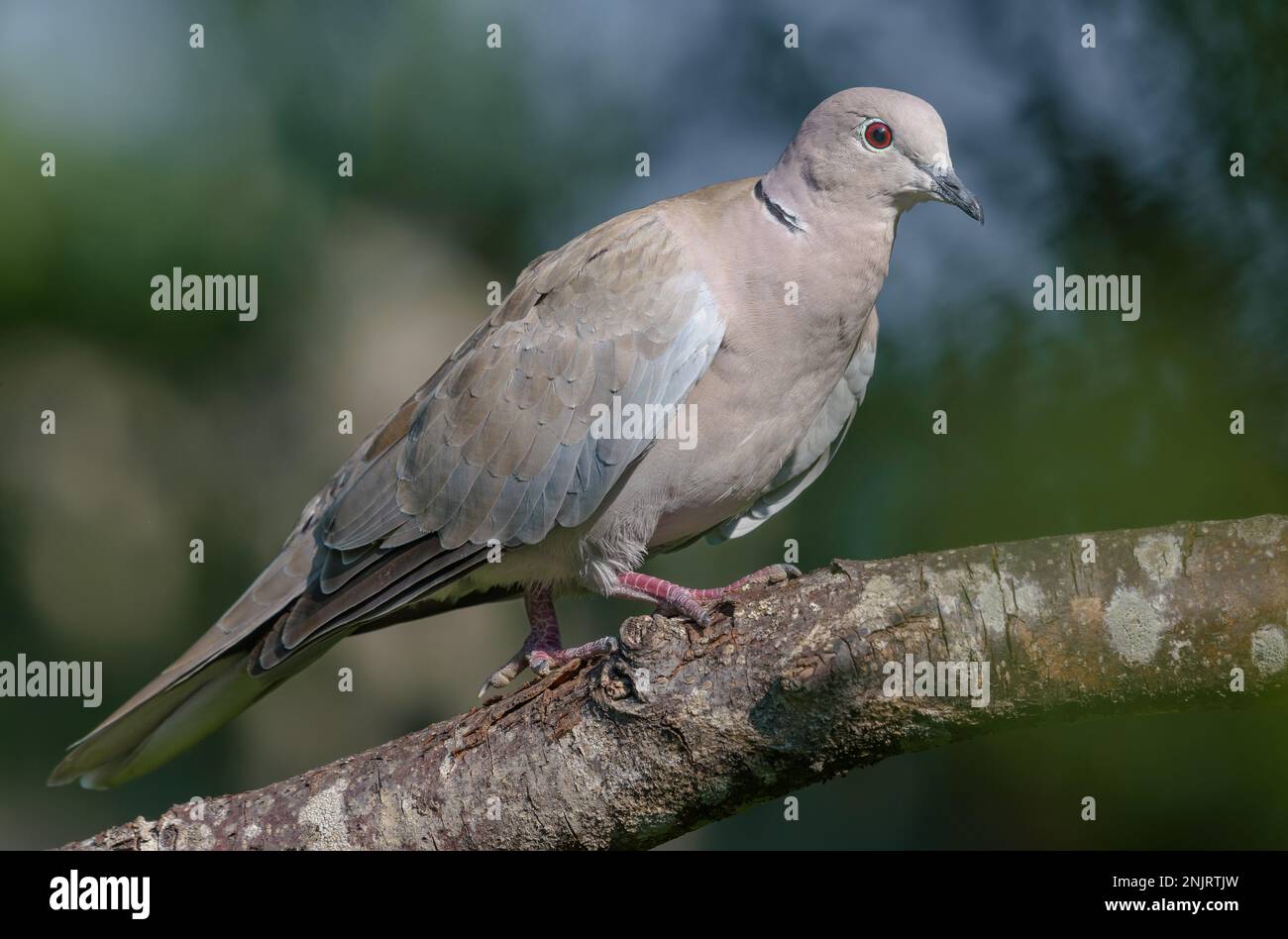 Eurasische Krauttaube (Streptopelia decaocto) auf einem alten Ast mit Moos und Flechten in grüner Obstplantage Stockfoto