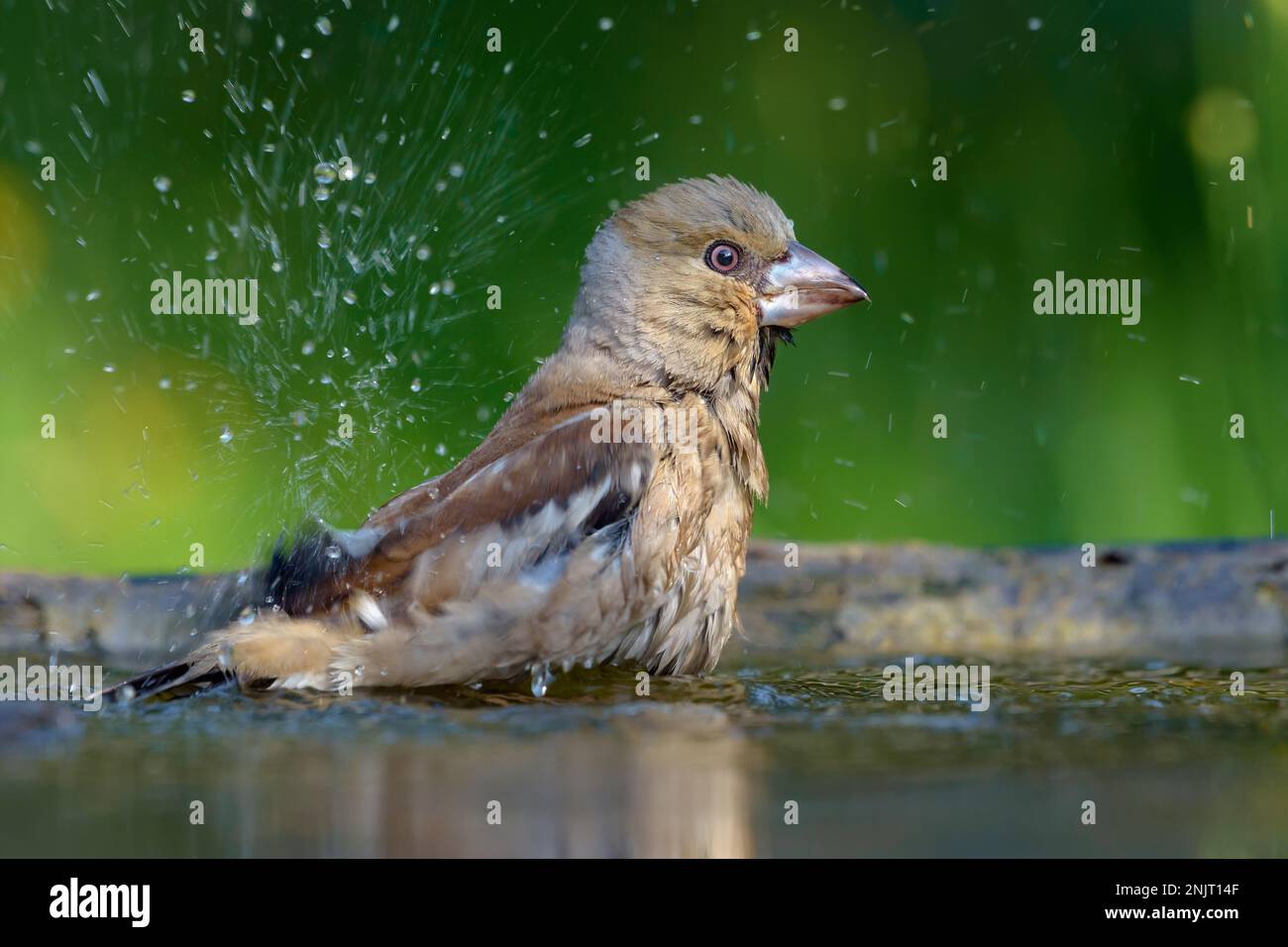 Weibliche Hawfinken (Coccothraustes coccothraustes) baden mit vielen Tropfen und Spritzwasser Stockfoto