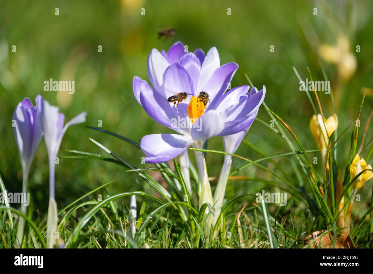 Crocus tommasinianus - Frühkrokus und Pollenquelle für Bienen - Blüte im Gras im Februar - Schottland, Vereinigtes Königreich Stockfoto