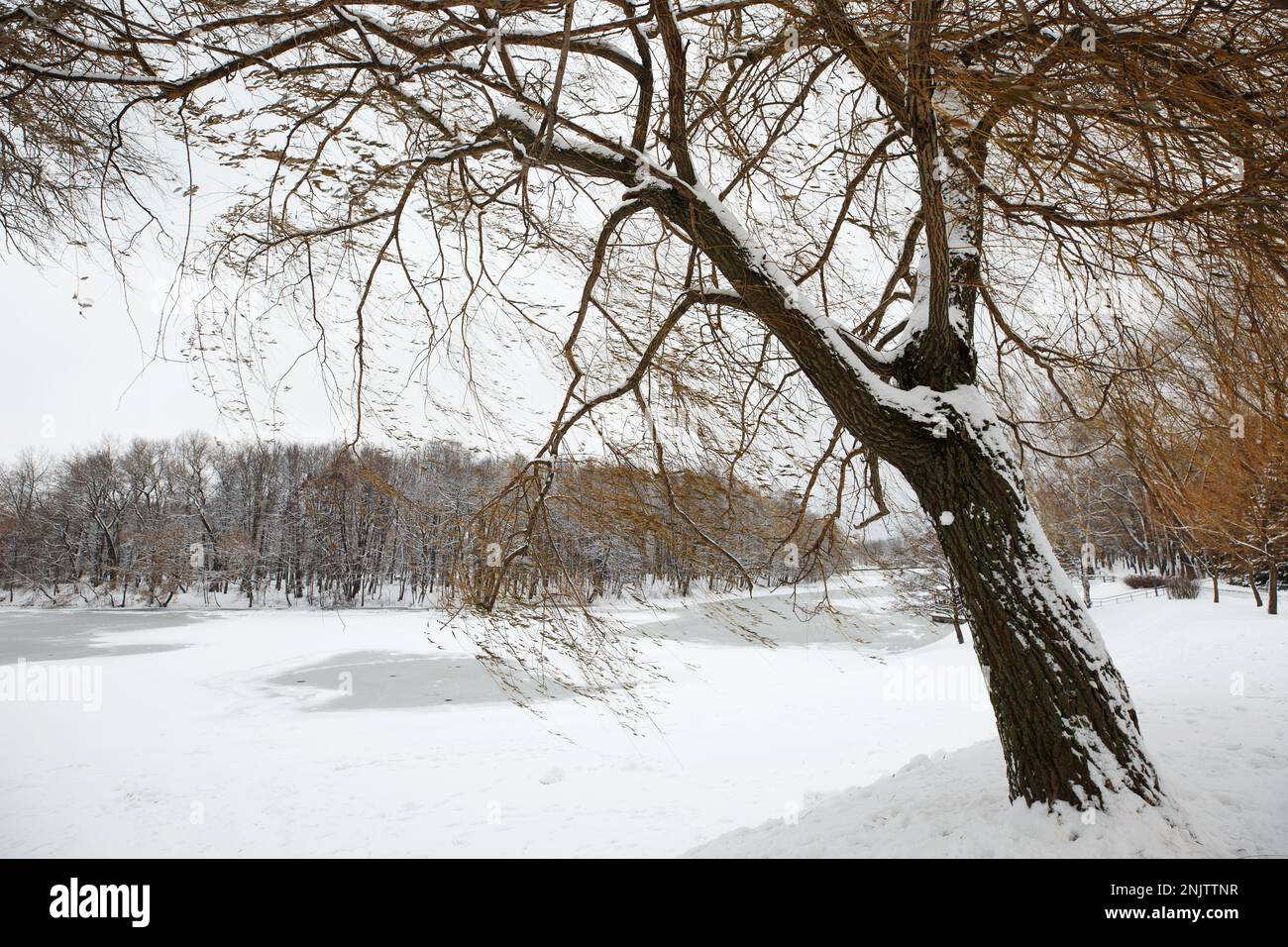 Frisch gefallener Schnee zu Beginn des Winters in einem Stadtpark, schwarze Bäume auf weißem Hintergrund. Stockfoto